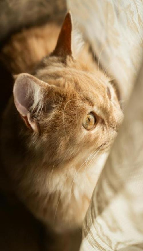 Mèo vàng hình nền xinh xắn cho iphone, zalo 