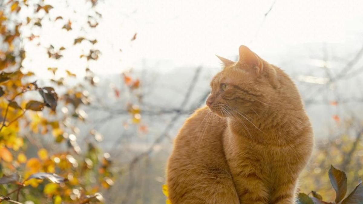 Mèo vàng ảnh nền cute cho laptop, PC xịn xò 