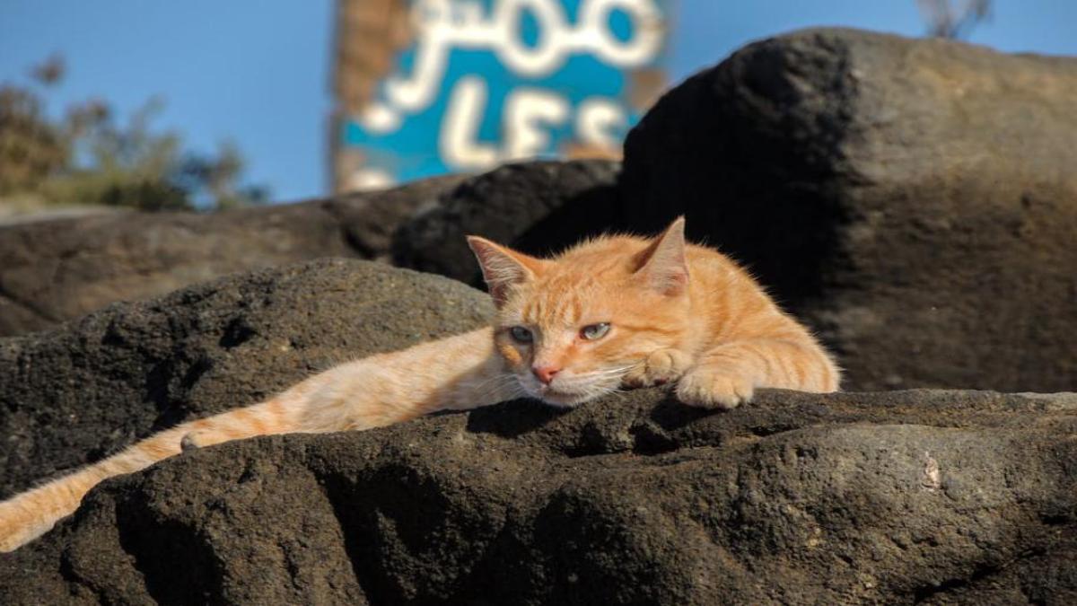 Mèo vàng ảnh nền cute cho laptop, PC xịn xò 