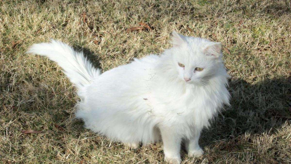 Hình nền mèo trắng cute cho máy tính 