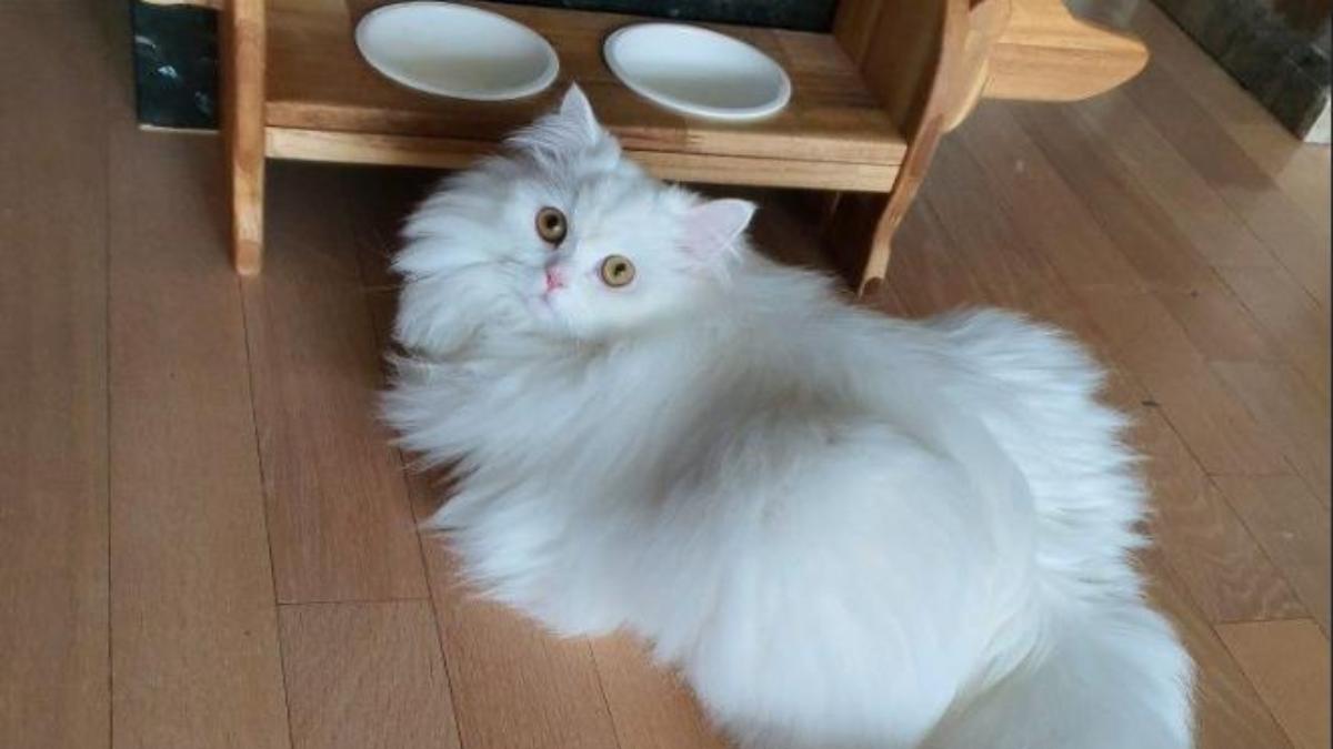 Hình nền mèo trắng cute cho máy tính 