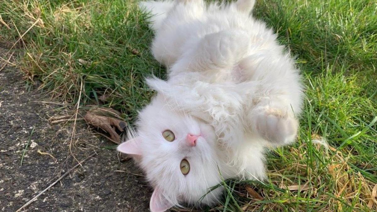 Hình nền mèo trắng cute cho máy tính 