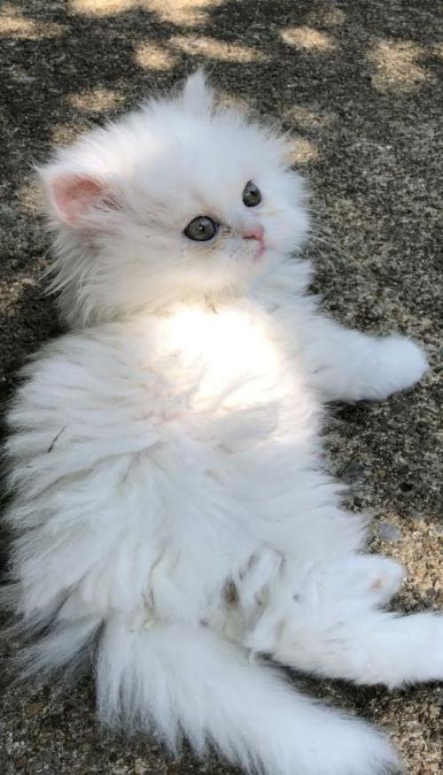 Hình nền điện thoại ảnh mèo trắng xinh xỉu 