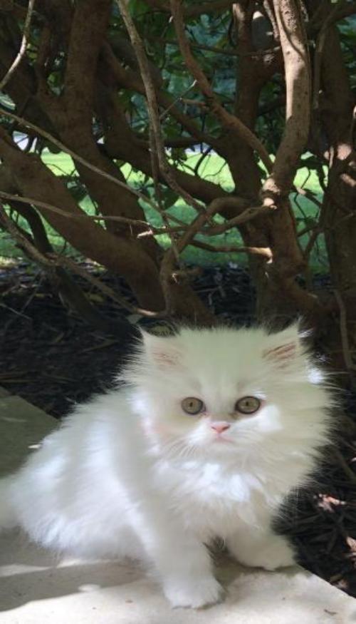 Hình nền điện thoại ảnh mèo trắng xinh xỉu 