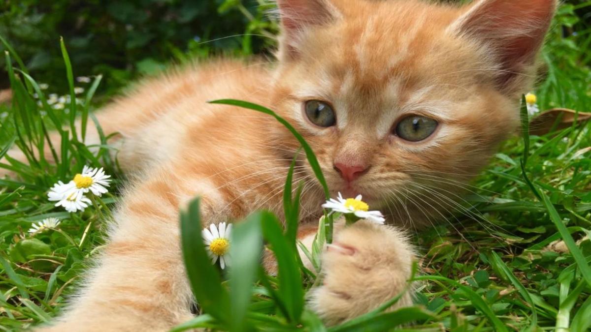 Mèo vàng ảnh nền cute cho laptop, PC xịn xò 