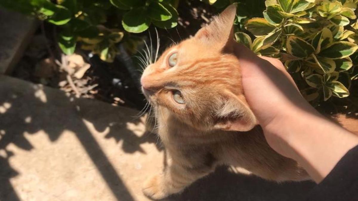 Mèo vàng ảnh nền cute cho laptop, PC xịn xò 