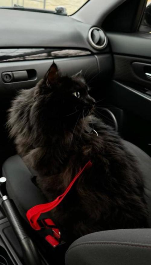 Hình nền mèo đen cute cho điện thoại xinh 