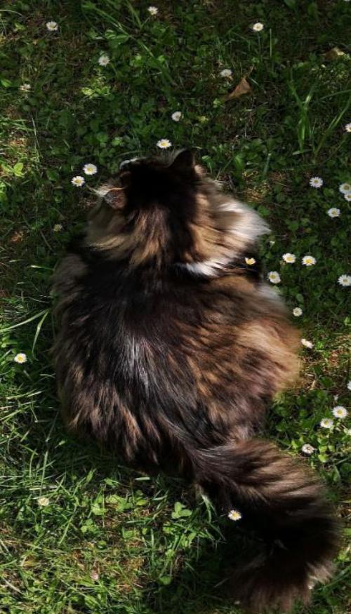 Hình nền mèo đen cute cho điện thoại xinh 