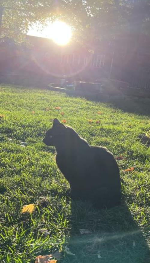 Hình nền mèo đen cute cho điện thoại xinh 