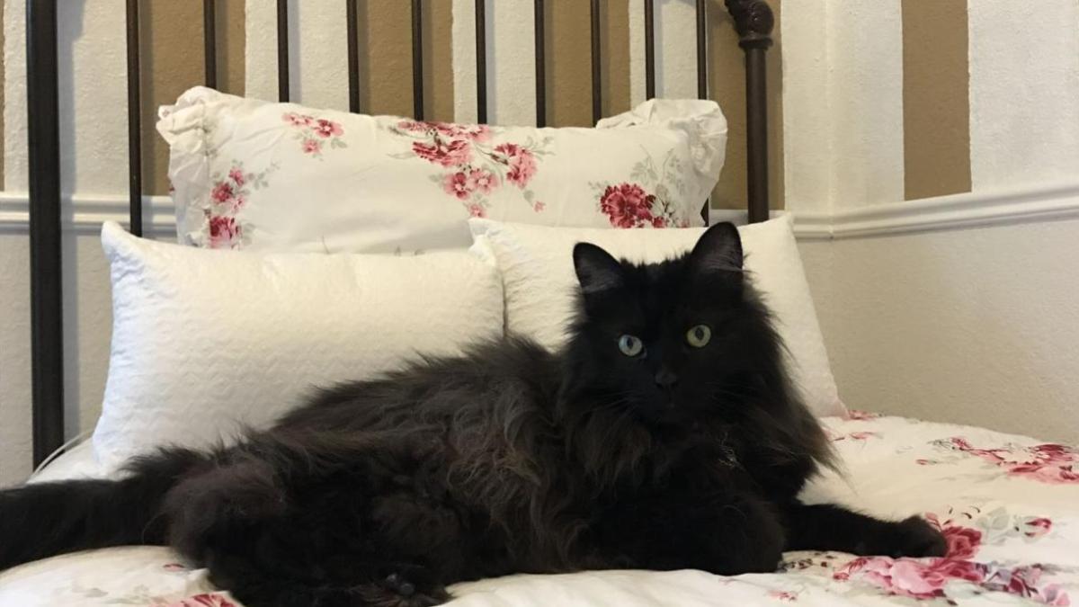 Hình nền mèo đen cute cho máy tính đẹp 