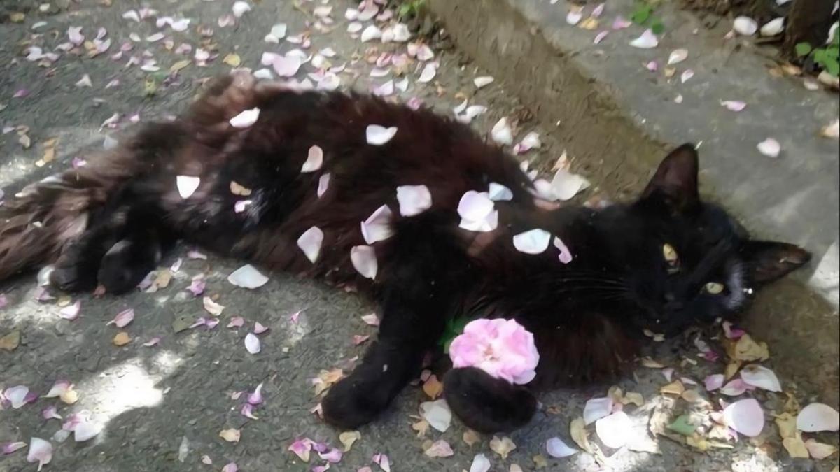 Hình nền mèo đen cute cho máy tính đẹp 