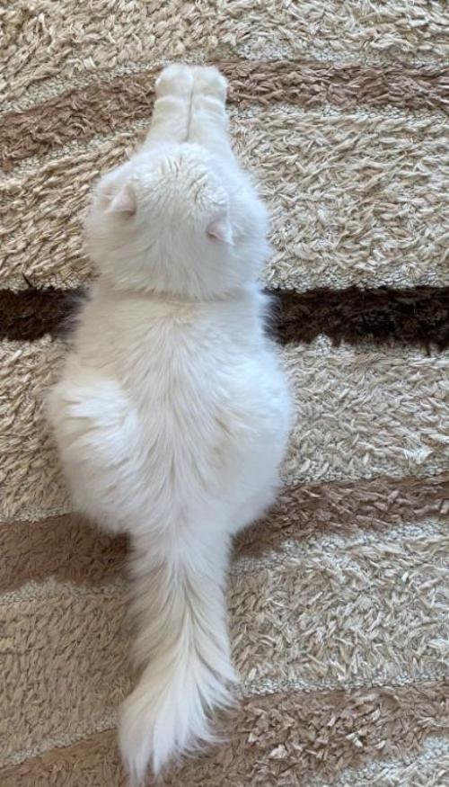 Hình nền điện thoại ảnh mèo trắng xinh xỉu 