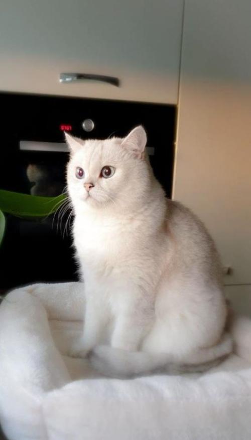 Hình nền điện thoại ảnh mèo trắng xinh xỉu 