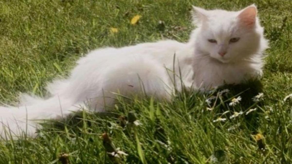 Hình nền mèo trắng cute cho máy tính 