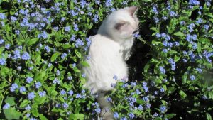 hình nền mèo xinh