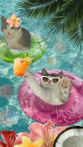 Hình nền điện thoại, zalo ảnh meme mèo bựa hài hước xỉu