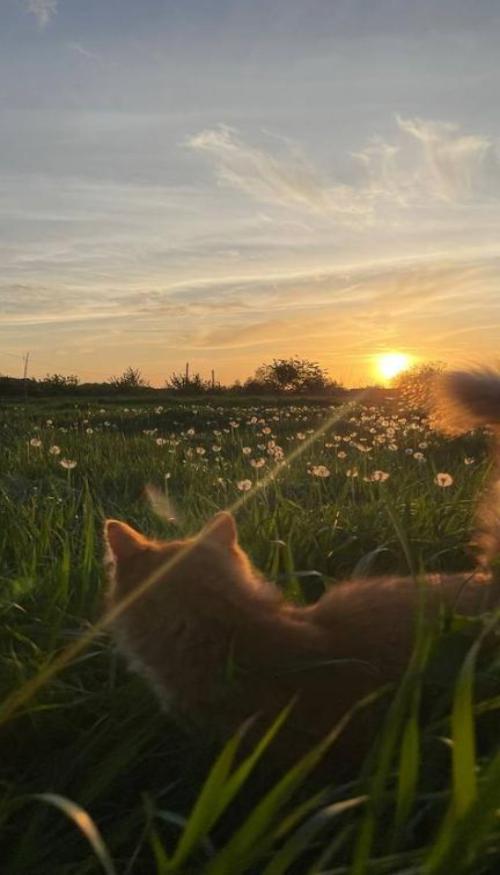 Hình nền mèo chill dưới ánh hoàng hôn cực đẹp, lãng mạn 