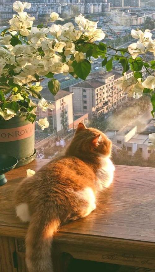 Hình nền mèo chill dưới ánh hoàng hôn cực đẹp, lãng mạn 