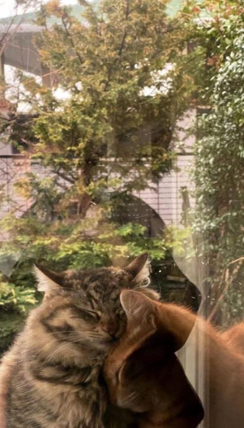 Hình nền mèo chill bên cửa sổ cho điện thoại xinh 