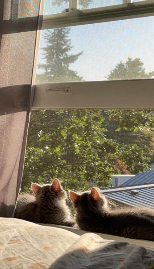 Hình nền mèo chill bên cửa sổ cho điện thoại xinh 