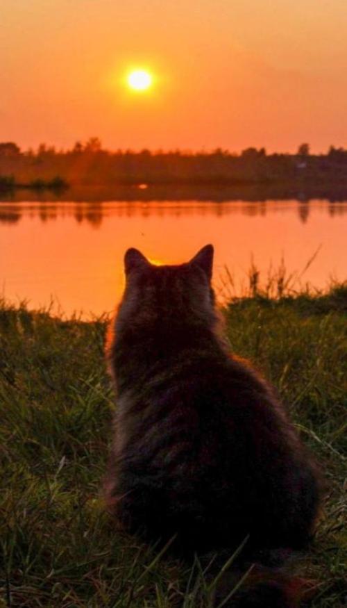 Hình nền mèo chill dưới ánh hoàng hôn cực đẹp, lãng mạn 