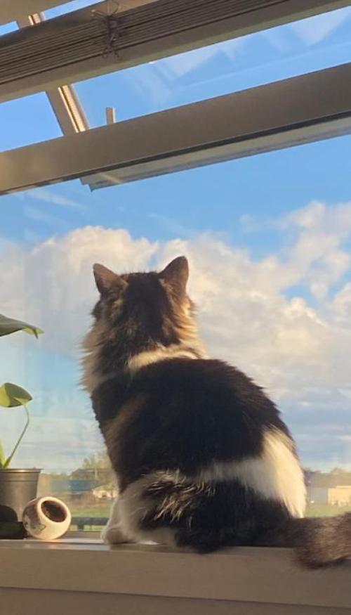 Hình nền mèo chill bên cửa sổ cho điện thoại xinh 