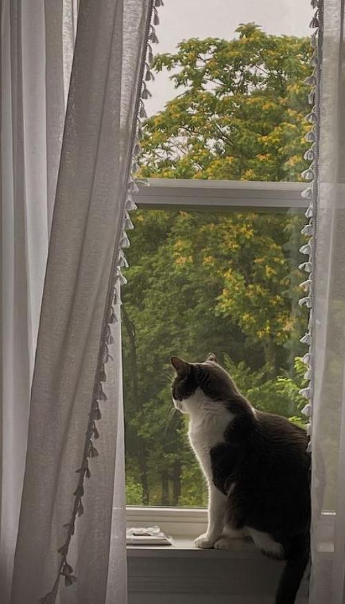 Hình nền mèo chill bên cửa sổ cho điện thoại xinh 