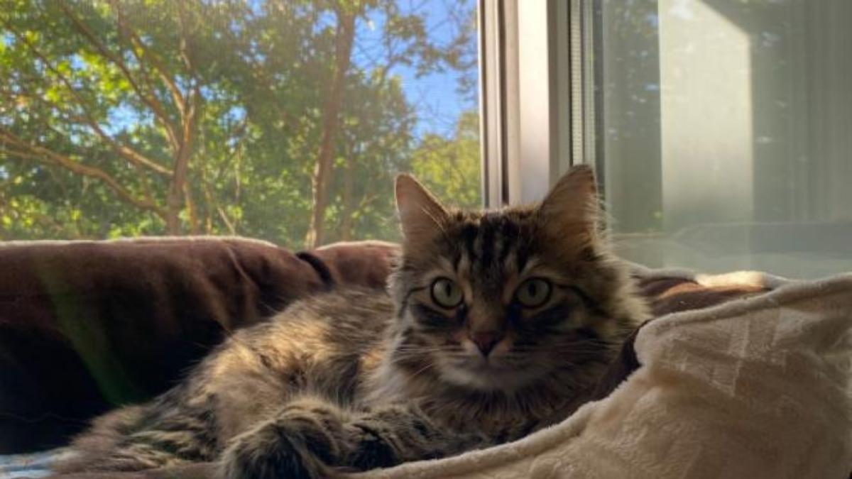 Hình nền mèo chill bên cửa sổ cho máy tính xịn xò 