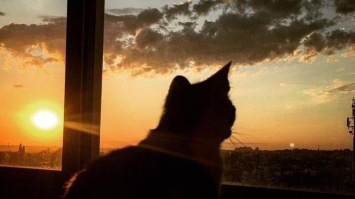 Hình nền mèo chill dưới ánh hoàng hôn cực đẹp, lãng mạn 