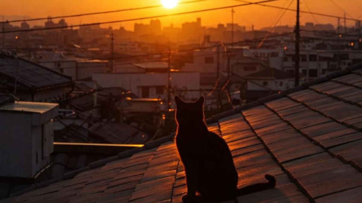 Hình nền mèo chill dưới ánh hoàng hôn cực đẹp, lãng mạn 
