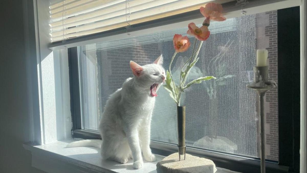 Hình nền mèo chill bên cửa sổ cho máy tính xịn xò 