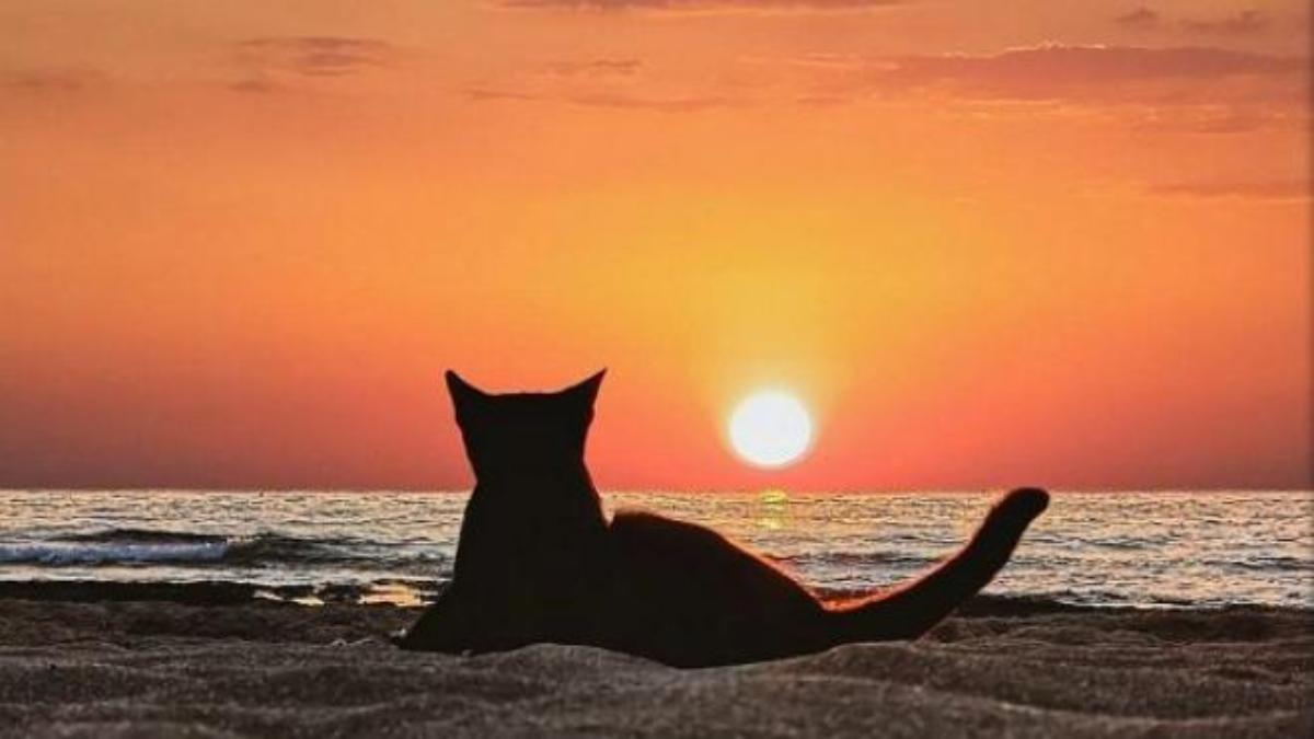 Hình nền mèo chill dưới ánh hoàng hôn cực đẹp, lãng mạn 