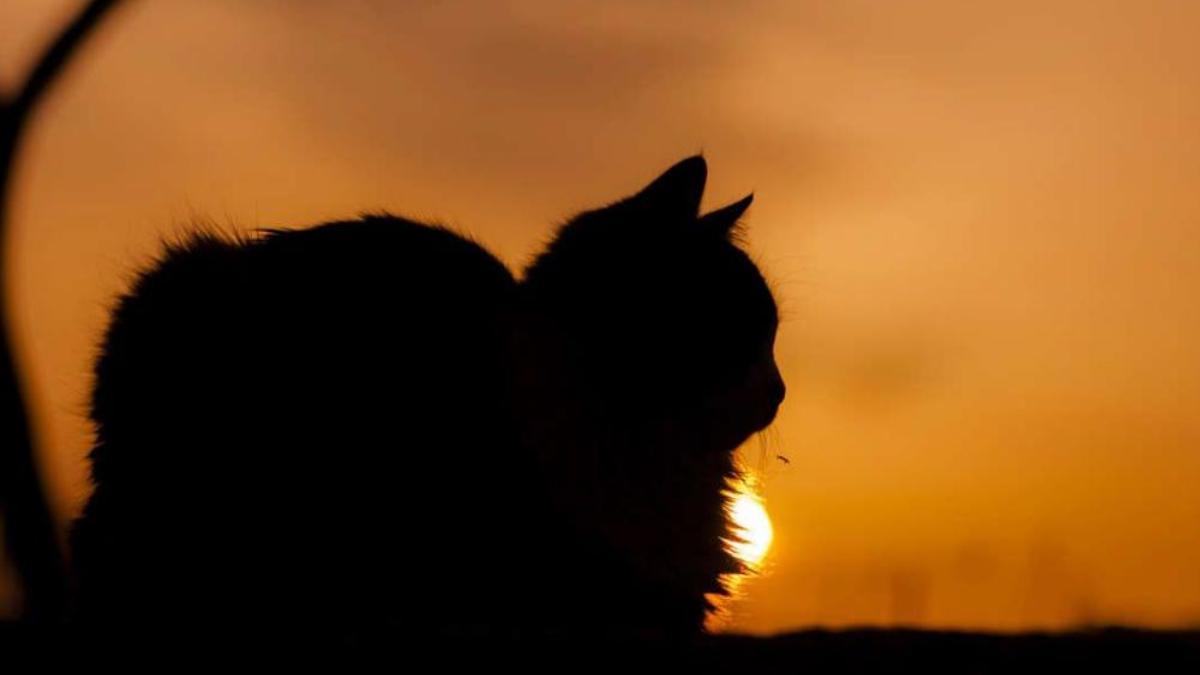 Hình nền mèo chill dưới ánh hoàng hôn cực đẹp, lãng mạn 
