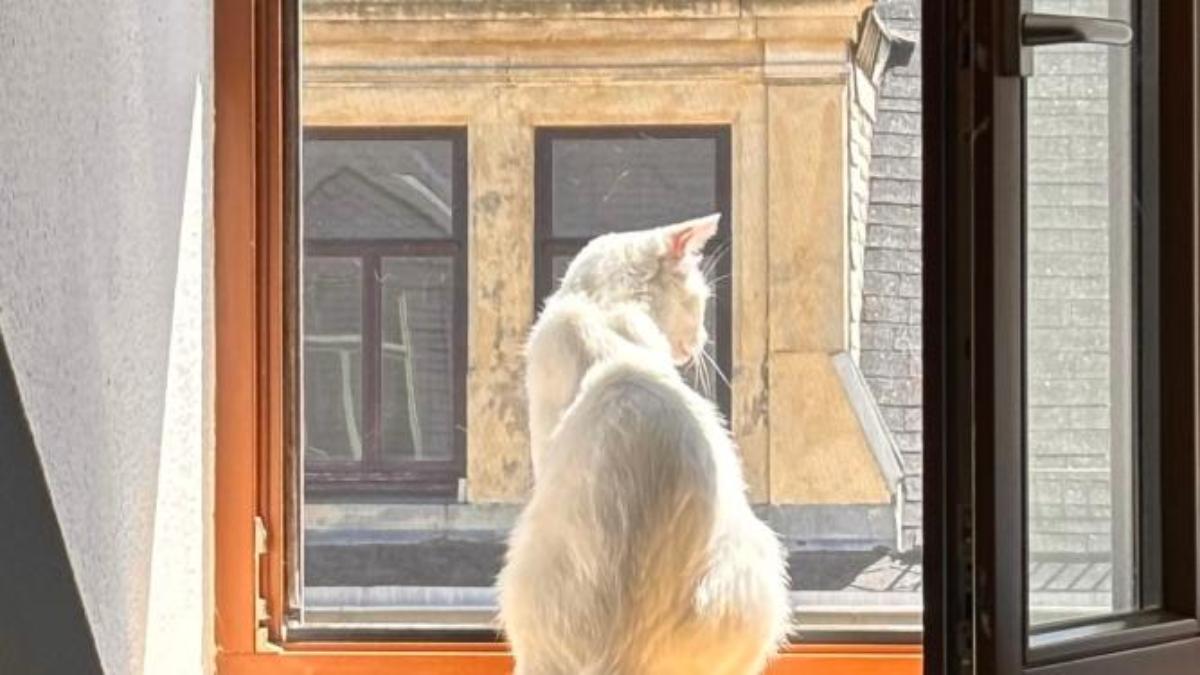 Hình nền mèo chill bên cửa sổ cho máy tính xịn xò 