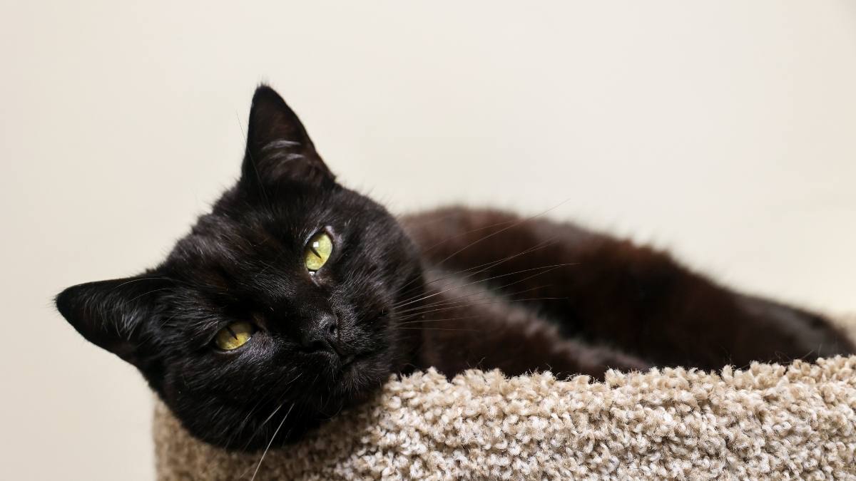 Hình nền mèo đen cute cho máy tính đẹp 