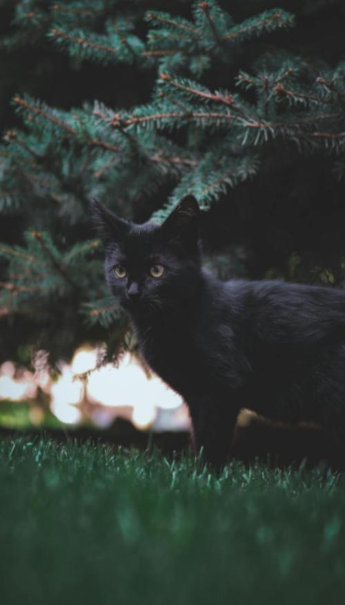 Hình nền mèo ngầu cho iphone, zalo 