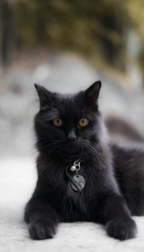 Hình nền mèo ngầu cho iphone, zalo 