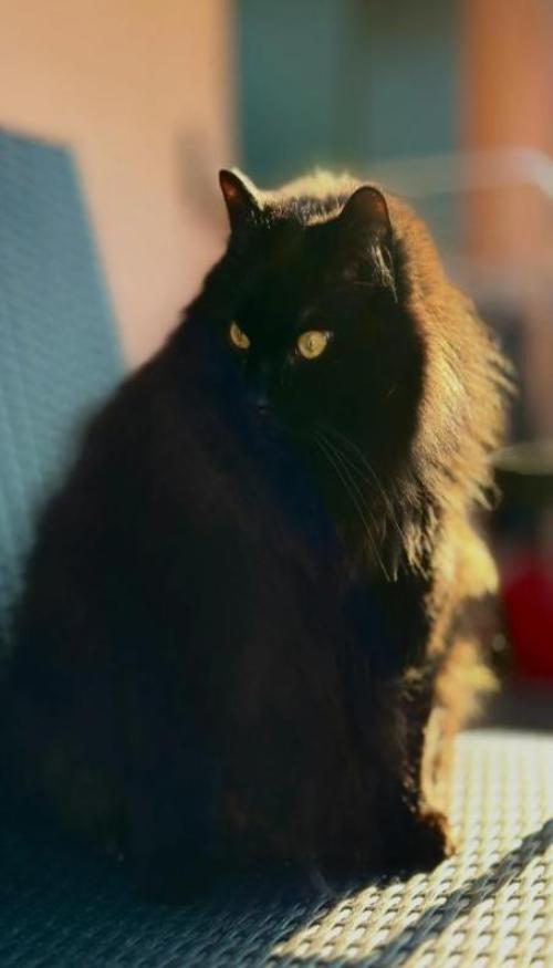 Hình nền mèo ngầu cho iphone, zalo 