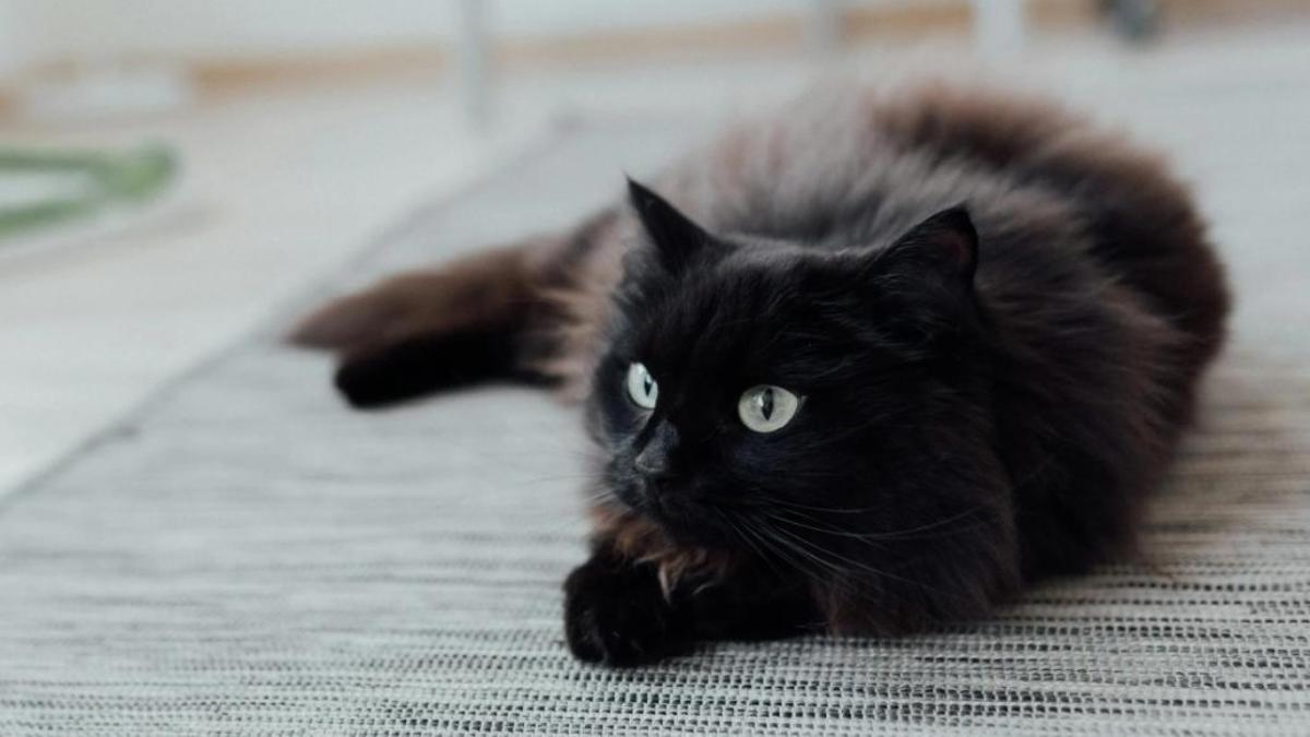 Hình nền mèo đen ngầu cho laptop 