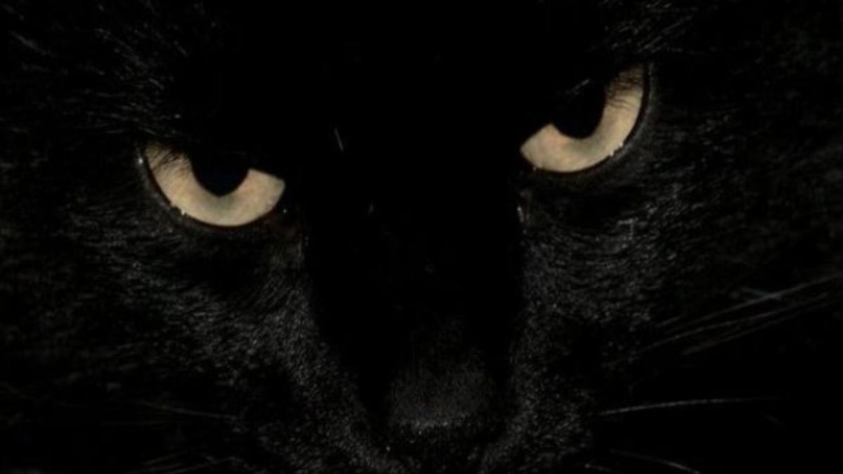 Hình nền mèo đen ngầu cho laptop 