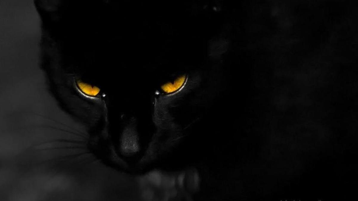 Hình nền mèo đen ngầu cho laptop 