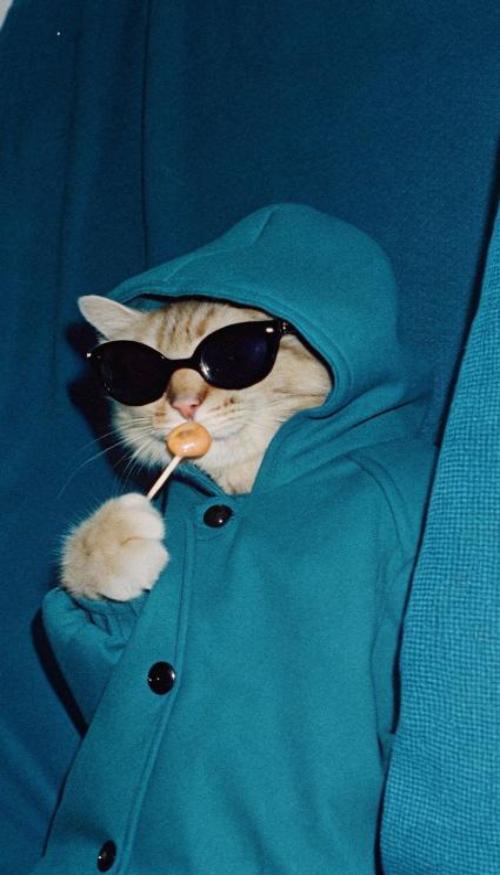 Hình nền iphone, zalo ảnh mèo ngầu đeo kính cute 