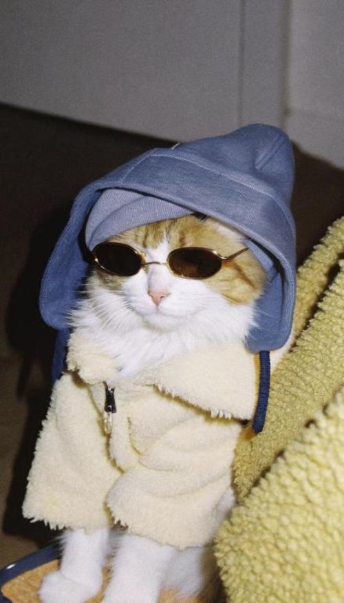 Hình nền iphone, zalo ảnh mèo ngầu đeo kính cute 