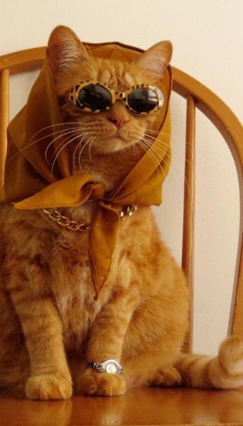 Hình nền iphone, zalo ảnh mèo ngầu đeo kính cute 