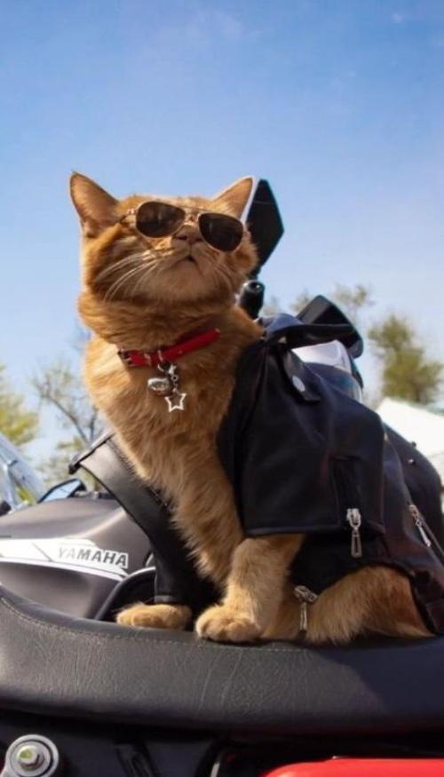 Hình nền iphone, zalo ảnh mèo ngầu đeo kính cute 