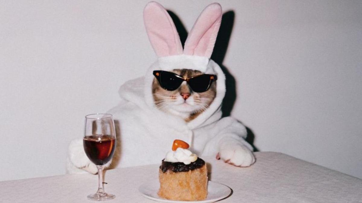 Hình nền mèo ngầu đeo kính cho laptop 