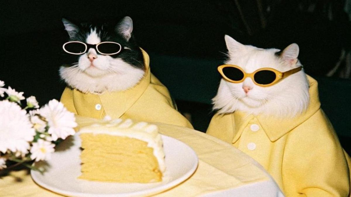 Hình nền mèo ngầu đeo kính cho laptop 