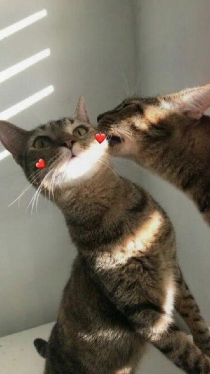 Hình nền 2 con mèo yêu nhau cho điện thoại, máy tính cute 