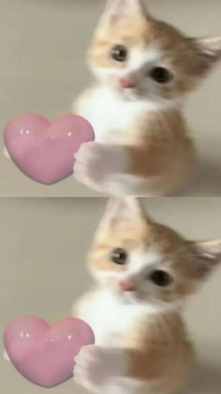 Mèo trái tim hình nền điện thoại siêu yêu 
