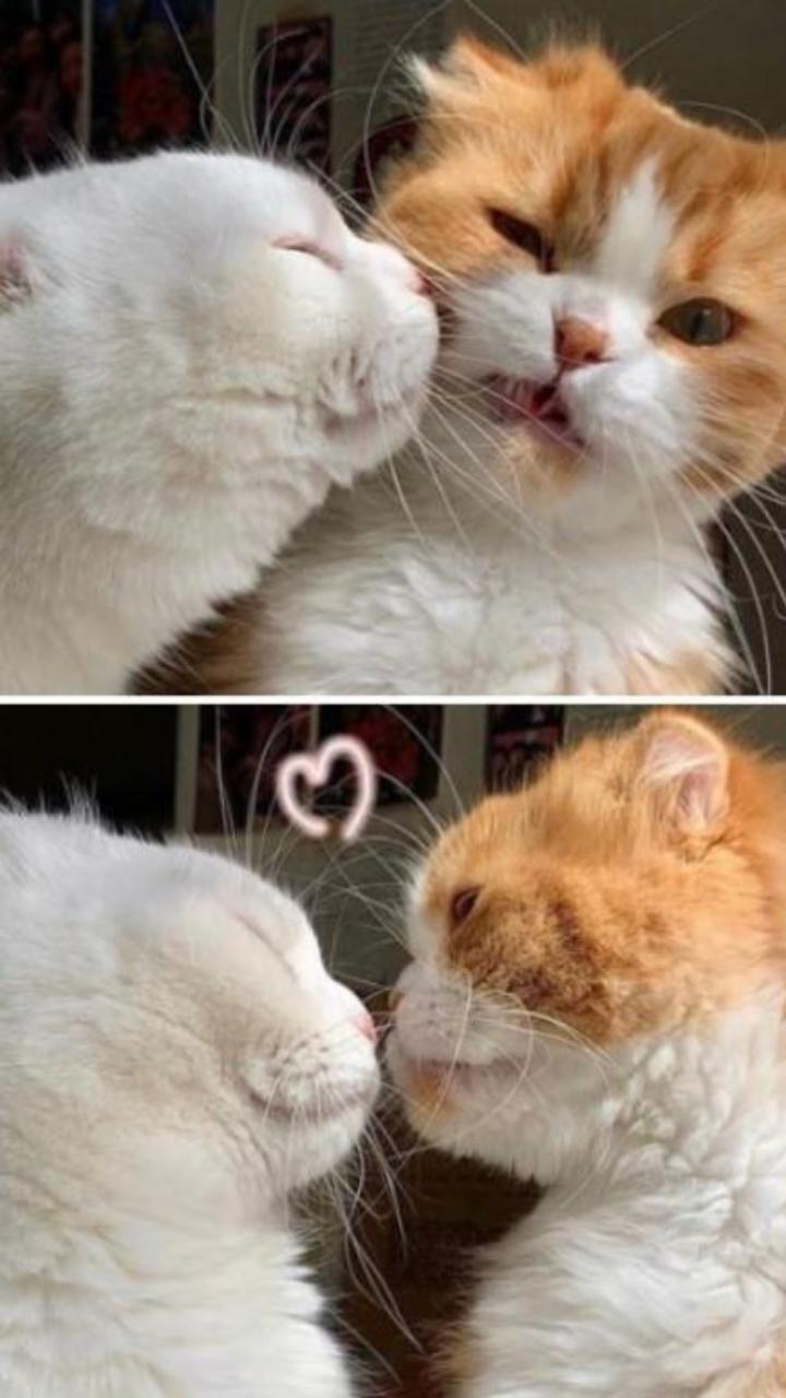 Hình nền 2 con mèo yêu nhau cho điện thoại, máy tính cute 